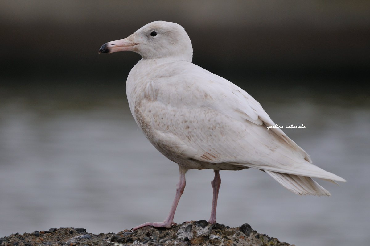 第1回のカモメたち.The first winter gulls.(時計回り)モンゴルセグロカモメ,シロカモメ,カナダカモメ,アイスランドカモメ.(Clockwise)Mongolian Gull,Glaucous Gull,Thayer's Gull,Iceland Gull.#birds #wildlife #nature #birdphotography #wildlifephotography #Naturephotography #野鳥 #野鳥写真