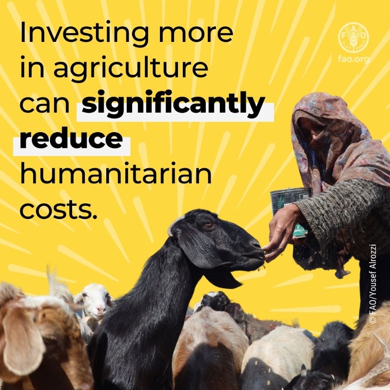 FAOemergencies's tweet photo. Emergency agricultural aid is:
1⃣ Humanitarian
2⃣ Cost-effective
3⃣ Strategic
4⃣ Long-lasting
5⃣ Empowering

Investing in agriculture means combating acute hunger, uplifting communities &amp; building more resilient futures.

https://t.co/VxJ7lPooWT

#InvestInHumanity #AgricultureCan