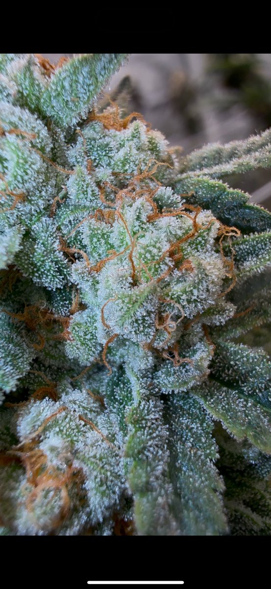 The “champagne cut” of grapestomper ogbx i hunted and have been holding for several years as i make some new creations with it, absolutely reeks and tastes just like sour grapes, if you like grapey gassy strains this is what they are all trying to be  #weed