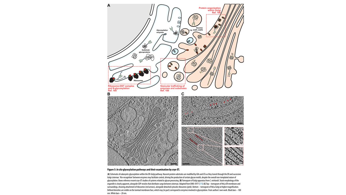 New review on structural glycobiology in glycosciences: "From enzymes to organelles". Carbohydrate processing enzymes, glycosylation networks in vitro, cryo-ET in direct visualisation of native biology.
tinyurl.com/4jnv85xt

#glycotime