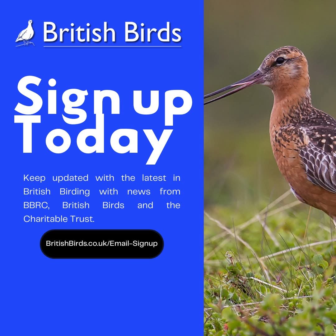 Stay updated with all things British Birds by signing up to our FREE email newsletter. 

⬇️Sign-up here: britishbirds.co.uk/email-signup