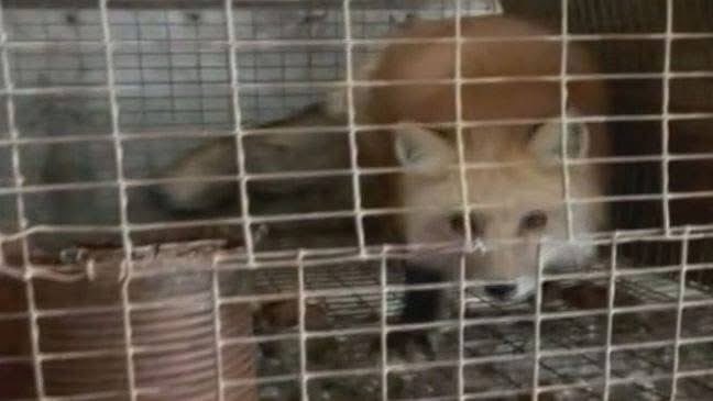 The last days of Grand River Fur Exchange in Rome, Ohio: 

After owner Mark Gutman's death, rescuers entered the property. 

More than 300 animals were on the property — foxes, skunks, possums, wolfdogs, coyotes, wild boars,  and more.

"This particular fur farm operated as a fur
