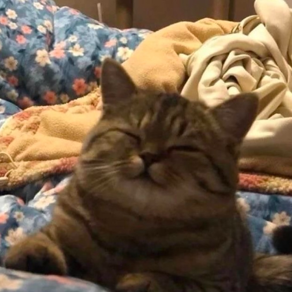 No Context Cats tweet media
