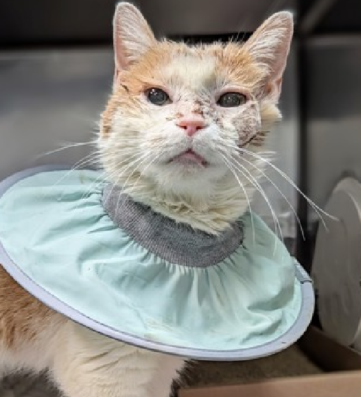 JLthekid9999's tweet photo. 🆘🆘 CODE RED – SECOND EMERGENCY PLEA FOR BULDAK RAMEN, 7 YO FEMALE, IN MANHATTAN 🆘🆘 😿 😿 😿 😿

➡️ MEDICAL PRIORITY – DRAINED FACIAL ABSCESS, UNDERWEIGHT, DEHYDRATED, UNTHRIFTY, ANEMIC 😱😱😱😱😱

➡️ HIGHEST RISK OF IMMINENT EU/SILENT KILL – WILL NOT BE GIVEN MUCH TIME FOR RESCUE/FOSTER/ADOPTION😧😧😧😧

➡️ EATING WELL AND VERY SOCIAL AND FRIENDLY (HEAD BUTTING) – THIS POOR LITTLE ONE JUST NEEDS A WARM, SUPPORTING AND LOVING ENVIRONMENT ❤️ 😻❤️ 😻❤️ 😻

➡️ NEEDS PLEDGES FOR IMMEDIATE RESCUE AND MEDICAL  💔😿💔😿💔😿

➡️ THE TIME TO HELP BULDAK RAMEN IS NOW 💔😿💔😿💔😿 😿 😿

Please RT or pledge, if you can, to save this little one.

@AdamsPaulGrimke

💔😿🙏Thank you