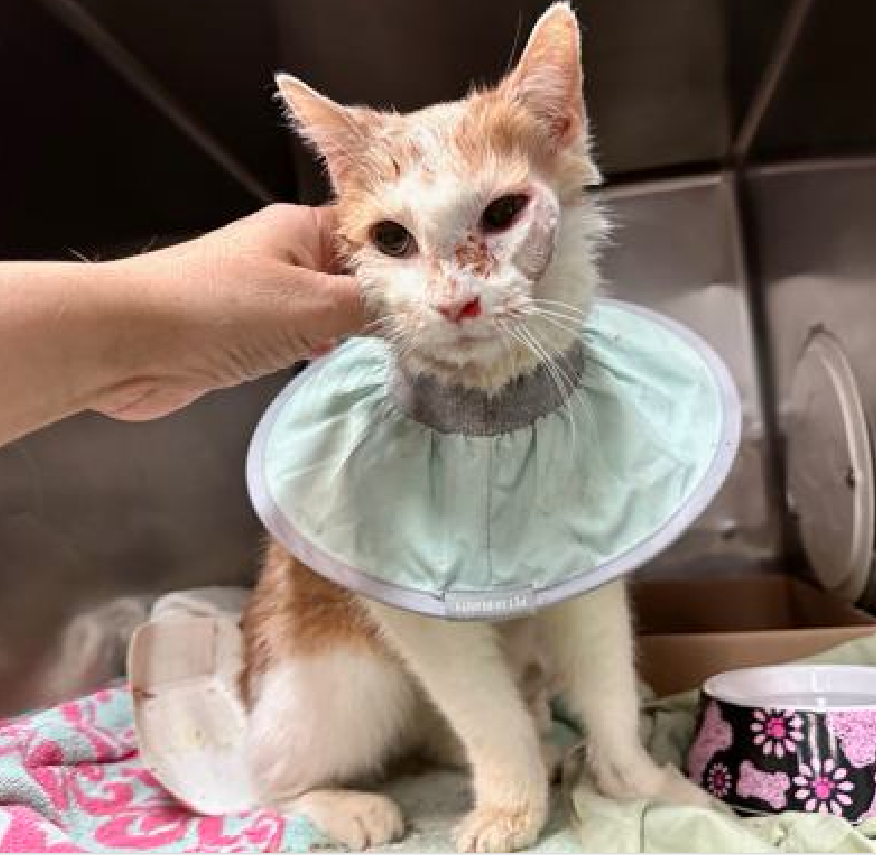 JLthekid9999's tweet photo. 🆘🆘 CODE RED – SECOND EMERGENCY PLEA FOR BULDAK RAMEN, 7 YO FEMALE, IN MANHATTAN 🆘🆘 😿 😿 😿 😿

➡️ MEDICAL PRIORITY – DRAINED FACIAL ABSCESS, UNDERWEIGHT, DEHYDRATED, UNTHRIFTY, ANEMIC 😱😱😱😱😱

➡️ HIGHEST RISK OF IMMINENT EU/SILENT KILL – WILL NOT BE GIVEN MUCH TIME FOR RESCUE/FOSTER/ADOPTION😧😧😧😧

➡️ EATING WELL AND VERY SOCIAL AND FRIENDLY (HEAD BUTTING) – THIS POOR LITTLE ONE JUST NEEDS A WARM, SUPPORTING AND LOVING ENVIRONMENT ❤️ 😻❤️ 😻❤️ 😻

➡️ NEEDS PLEDGES FOR IMMEDIATE RESCUE AND MEDICAL  💔😿💔😿💔😿

➡️ THE TIME TO HELP BULDAK RAMEN IS NOW 💔😿💔😿💔😿 😿 😿

Please RT or pledge, if you can, to save this little one.

@AdamsPaulGrimke

💔😿🙏Thank you