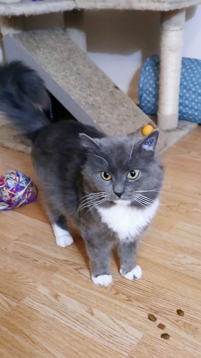 Crits For Cats lnc. Cat Rescue tweet media