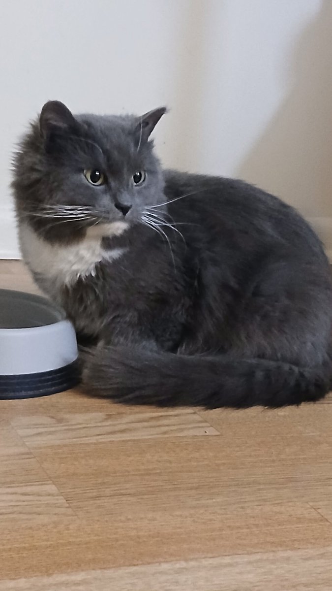 Crits For Cats lnc. Cat Rescue tweet media