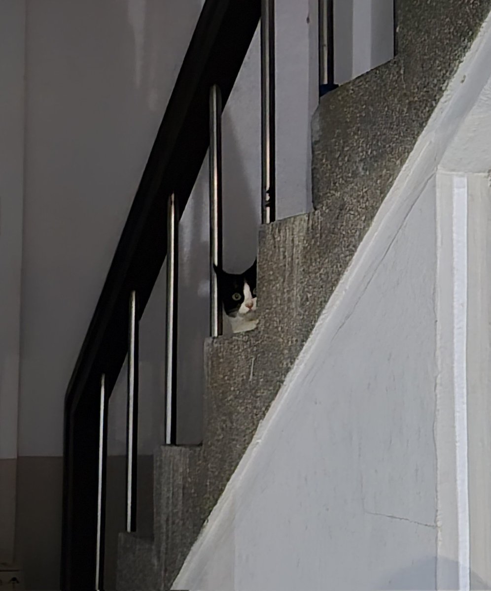 어제 본 고양이인데 
가까이 가니까 숨길래 도망간 줄 알앗는데
자세히 보니까 이 상태로 나를 지켜봄,
영원히,