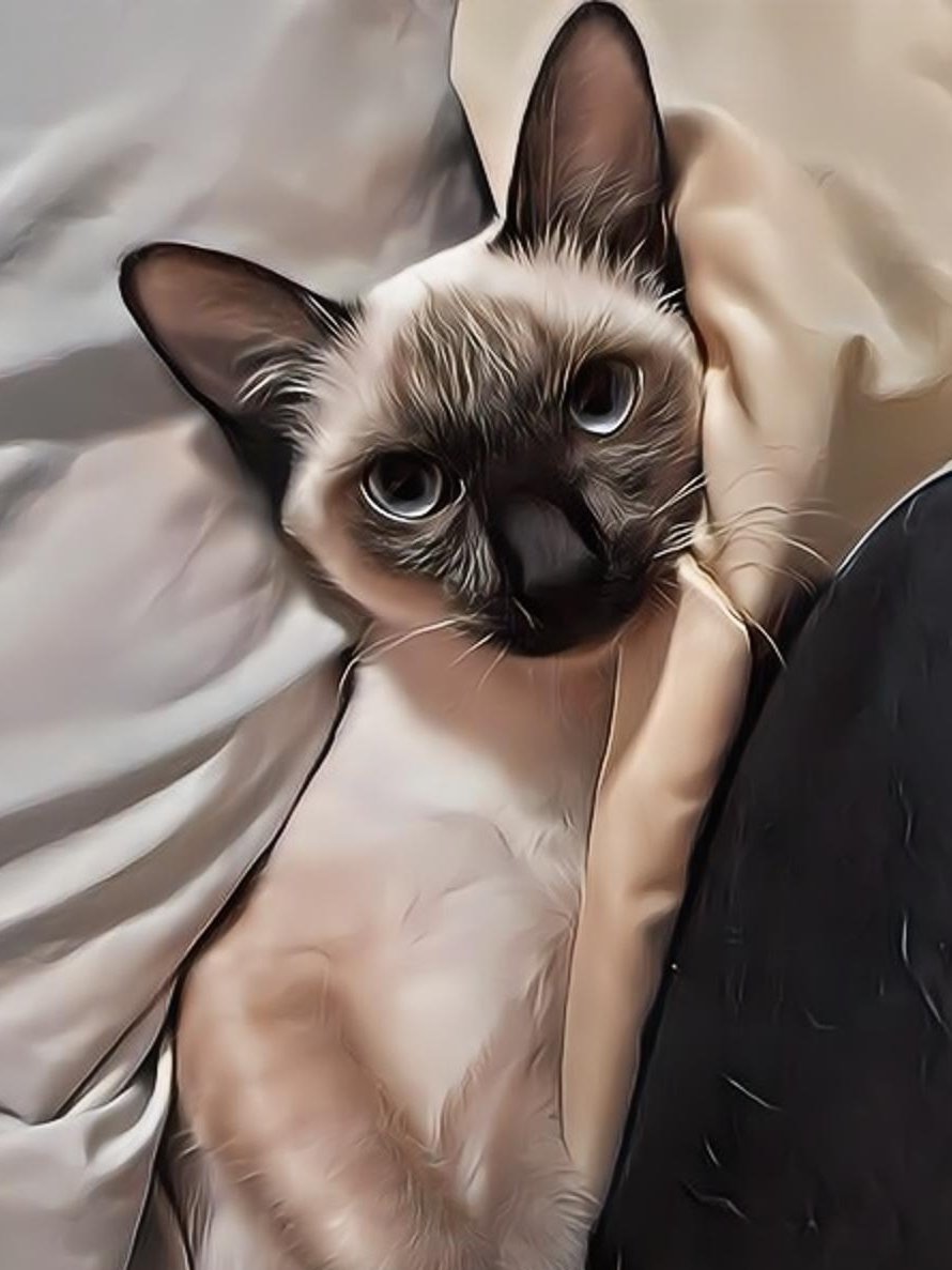 มาดูแมวที่ห้องเรามั้ย ♥️🫰🏻