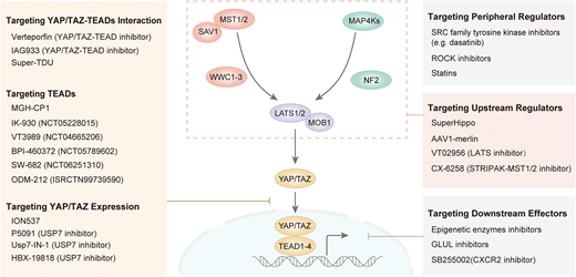 PPPublishing's tweet photo. The Hippo pathway is frequently dysregulated in human cancers and represents an ideal therapeutic target. Find out about the advances in targeting the Hippo pathway for cancer treatment this #BiochemSocTrans mini-review from Zhu et al.
https://t.co/DwZIrblbNe https://t.co/0YpCyc0Jgx