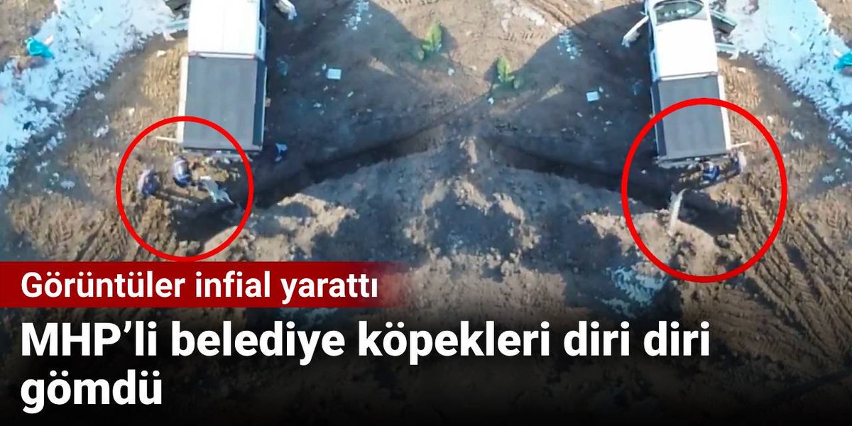 halktvcomtr's tweet photo. MHP’li belediye, sahipsiz köpekleri iş makinesi tarafından açılan çukurlara diri diri gömdü
https://t.co/Spk5iCYrP7 https://t.co/DPa69lzGUr