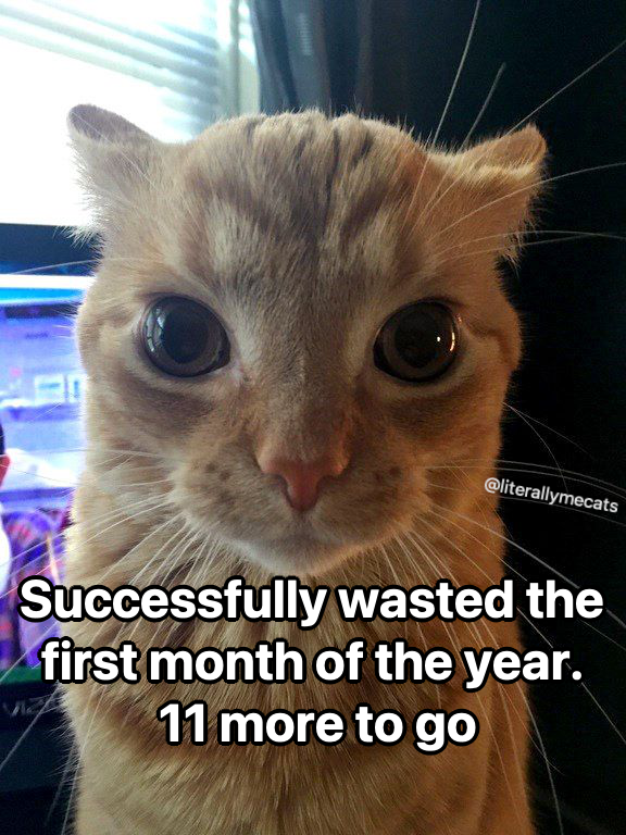 LiterallyMeCats tweet media