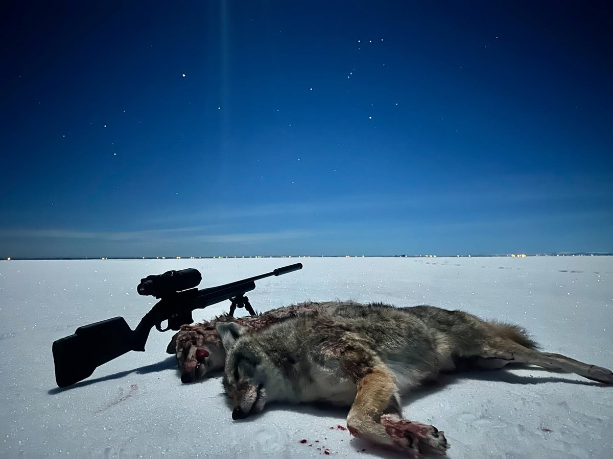NVisionOptics's tweet photo. Winter dogs 
📷 @cody__monroe https://t.co/mgbYVvg8Ku