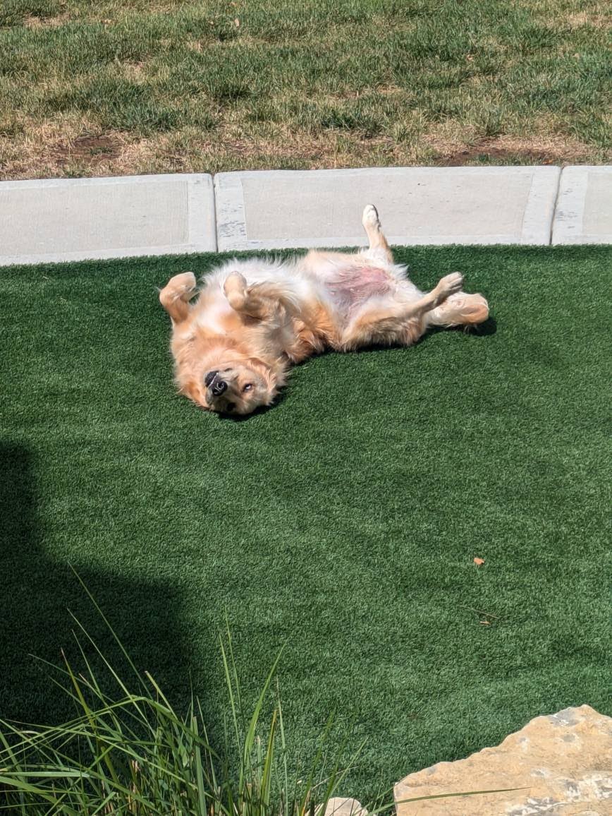 ben_jill's tweet photo. Happy Golden Retriever Day to our Felicia!   We just love her so much!  ♥️🐾♥️@BenDraper7 https://t.co/q9olJ3GvGi