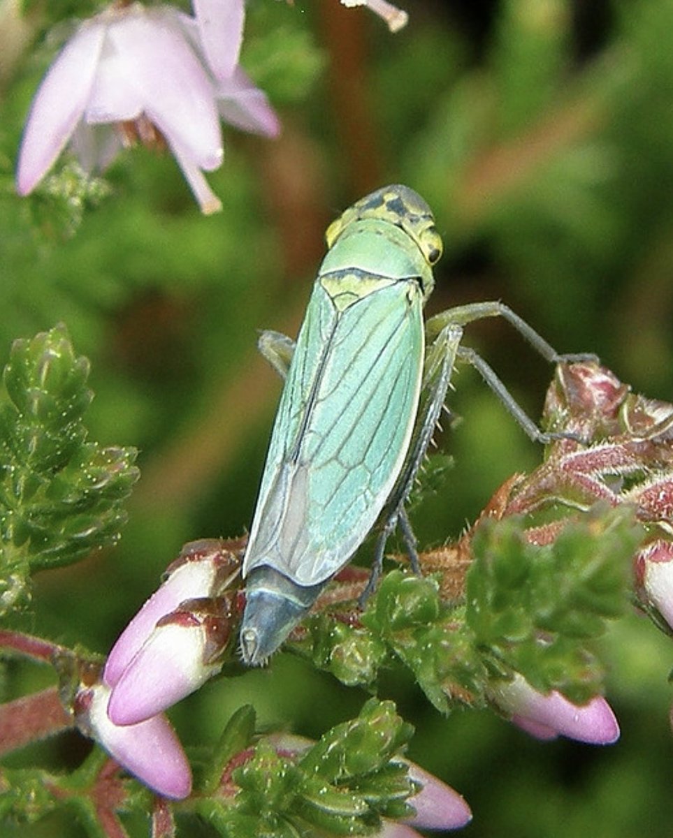 BENHS indoor workshop – Saturday 9th August 2025 An introduction to leafhoppers and allied groups – Alan Stewart (Sussex). Dinton Pastures, Nr. Reading.

To book a place mail;  indoormeetings@benhs.org.uk, please supply a mobile phone contact number