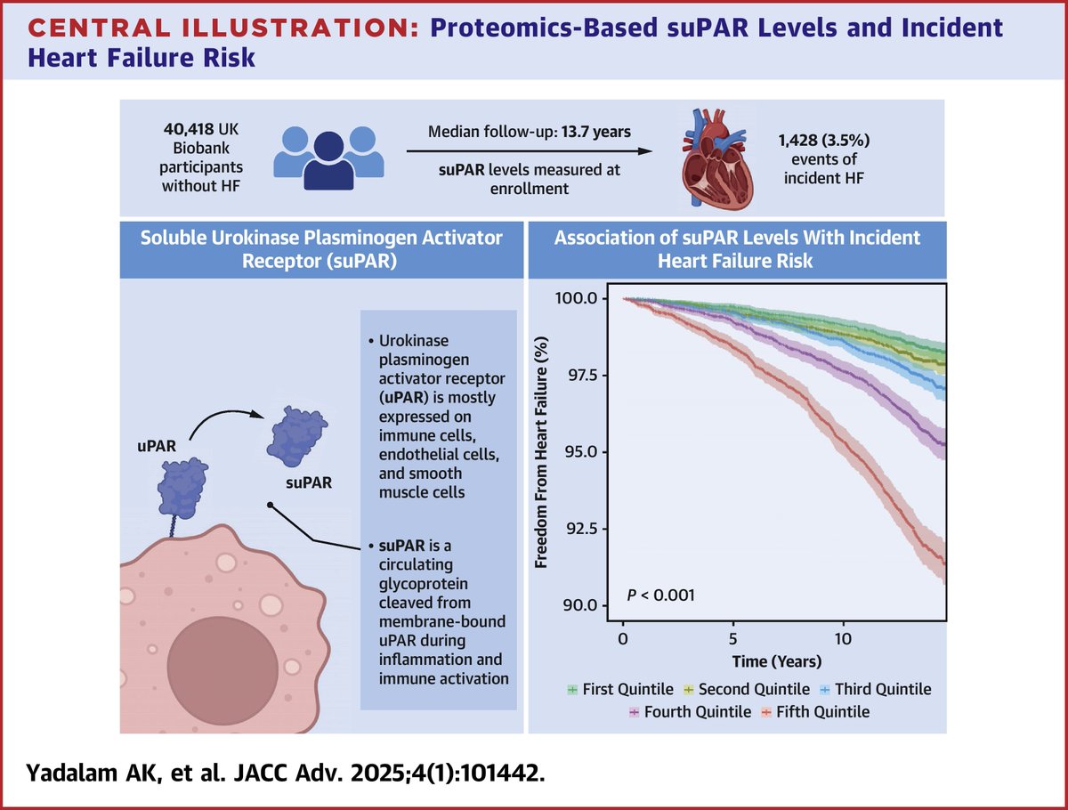 Adithya K. Yadalam, MD (@akyadalam) on Twitter photo In our recently published <a href="/JACCJournals/">JACC Journals</a> Advances study, we show:
🧍♂️ In >40,000 UK Biobank participants without HF or CAD
🧪 Proteomics-based suPAR levels predict the risk of incident HF, independent of clinical risk factors, NT-proBNP, or CRP levels
🔗 jacc.org/doi/10.1016/j.… In our recently published <a href="/JACCJournals/">JACC Journals</a> Advances study, we show:
🧍♂️ In >40,000 UK Biobank participants without HF or CAD
🧪 Proteomics-based suPAR levels predict the risk of incident HF, independent of clinical risk factors, NT-proBNP, or CRP levels
🔗 jacc.org/doi/10.1016/j.…