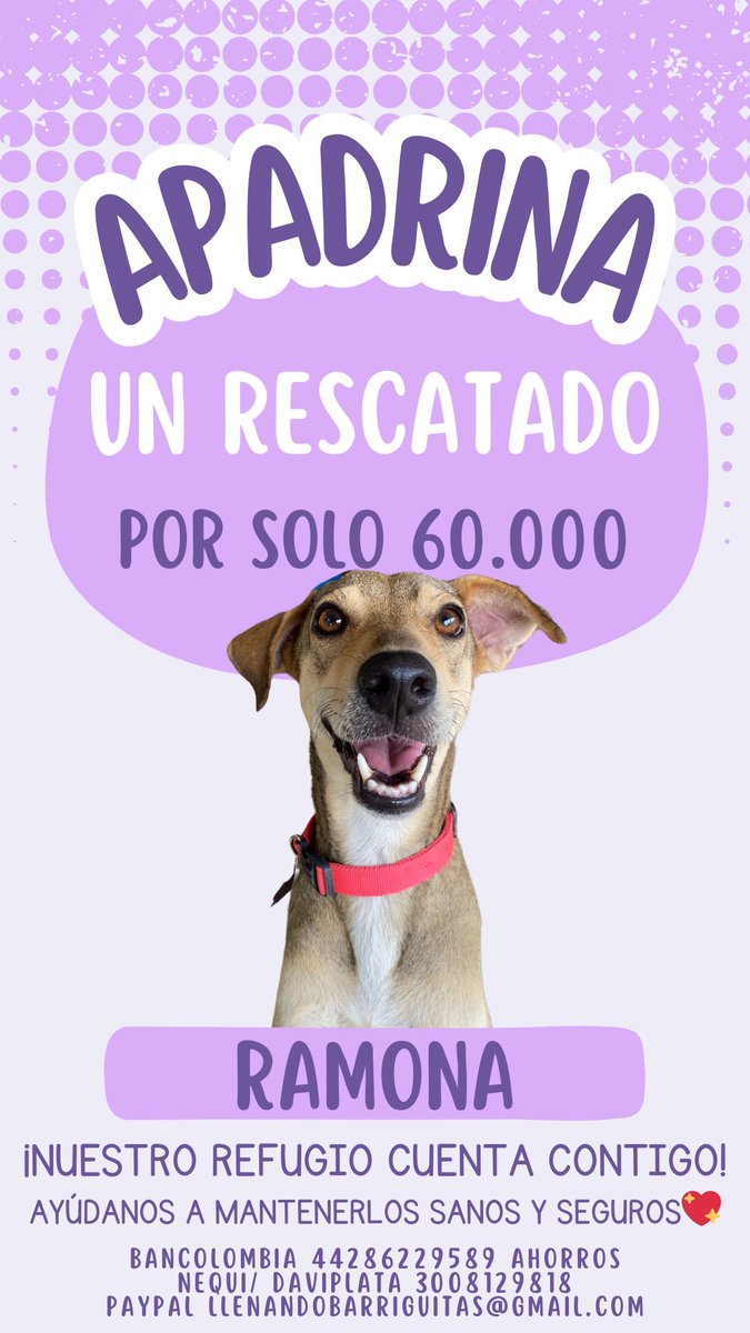 nana1gc's tweet photo. NUESTRO REFUGIO BUSCA PADRINOS O MADRINAS! 

Estamos pasando por un momento difícil😵‍💫

💜Apadrina un rescatado por solo 60.000 pesos💜

Con este valor nos estarás apoyando en su alimentación y pastilla para garrapatas. 

Tenemos más de 40 rescatados que te necesitan🙏🏻 https://t.co/X8WXmf4Fil