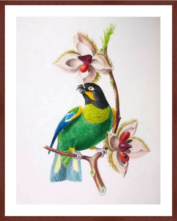 StoresZazzle's tweet photo. Orange-Cheeked Parrot | Large Print | Jean-Théodore Descourtilz, 1799 -1855 https://t.co/PL6PP32zG2 #birds #parrots #parrot #prints #artprints #birdprint #Vintage #Illustration https://t.co/MZBEGSwr1Q