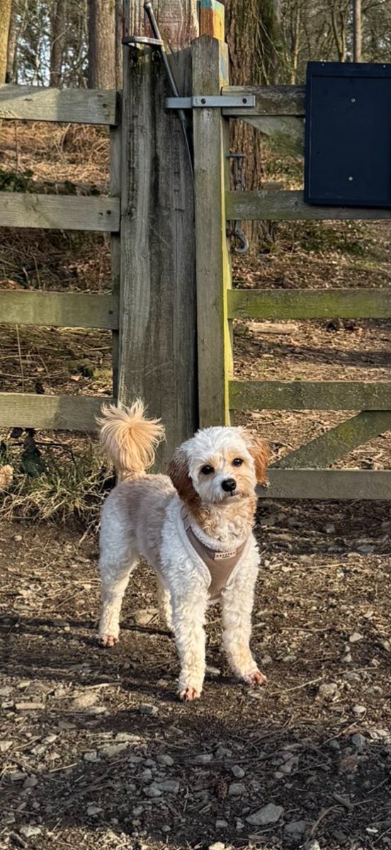 lisa_j_dawson's tweet photo. The best girl in the entire world. Sheβs made this break so so good. My little angel π she just loves to explore and is SO well behaved #mybestie #mygirl #cavapoochon https://t.co/ndiW3rAHTm