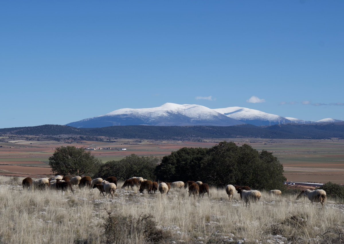 David Ortega tweet media