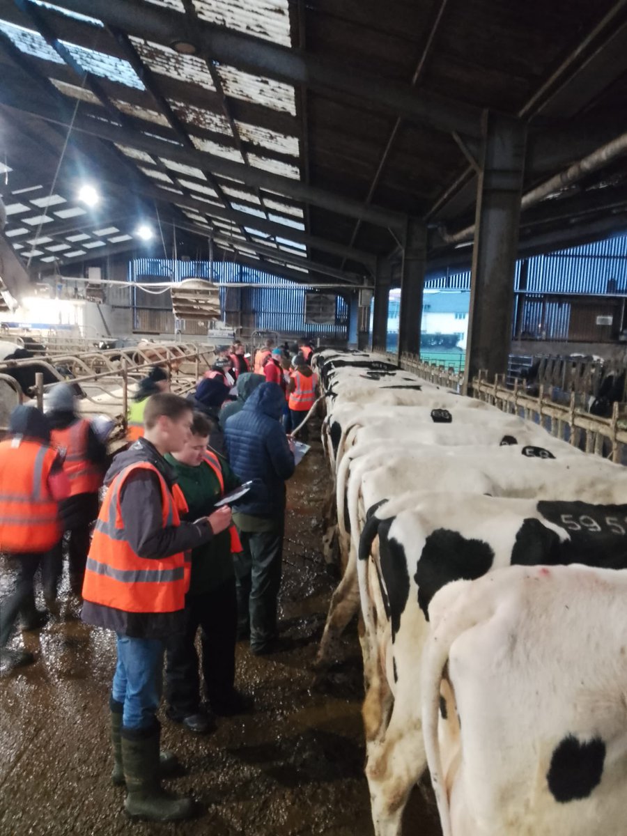 Myfyrwyr ail flwyddyn cynhyrchu a rheoli da byw yn sgorio grŵp o wartheg godro. Bydd y myfyrwyr yn cyfuno'r sgorau hyn â'r data perfformiad ar gyfer eu hadroddiadau rheoli. #datblygusgiliau 🐄
