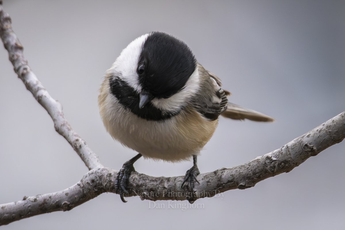 Dan Kinghorn tweet media