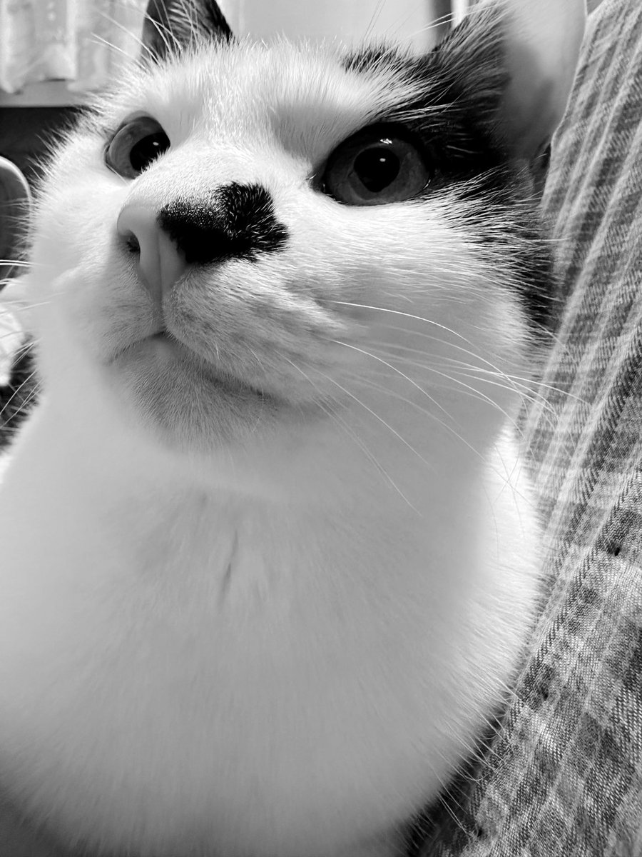 kasaratchi's tweet photo. 😊トニヤが言って。
😺おはよー、1, 2, 3, 火曜日
・トニヤ

😊Tonia says.
😺Good morning, 1, 2, 3, Tuesday
・Toniya https://t.co/Q7KMLuw3Gz