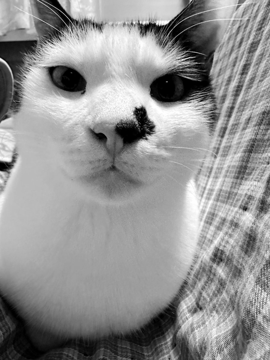 kasaratchi's tweet photo. 😊トニヤが言って。
😺おはよー、1, 2, 3, 火曜日
・トニヤ

😊Tonia says.
😺Good morning, 1, 2, 3, Tuesday
・Toniya https://t.co/Q7KMLuw3Gz