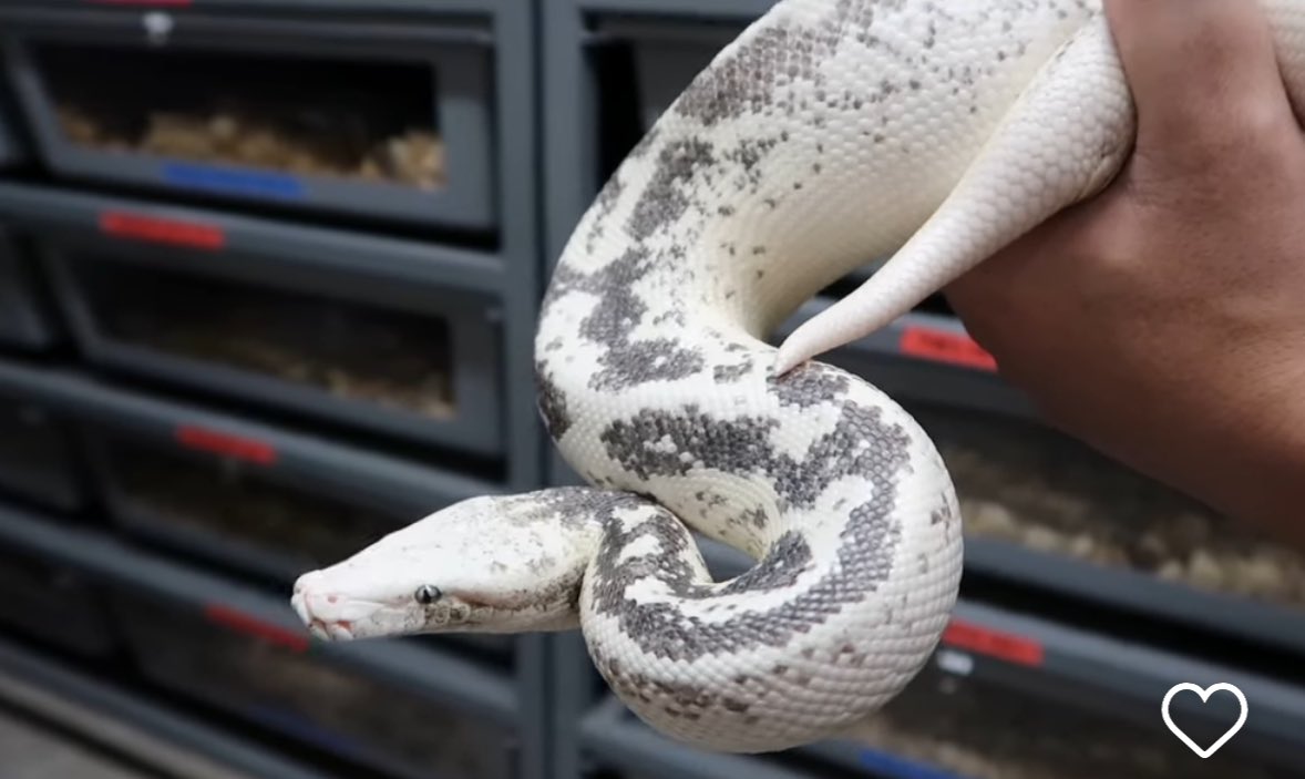 このブラットがドストライクすぎて、、、

日本円でいくらになんだろ？🤔