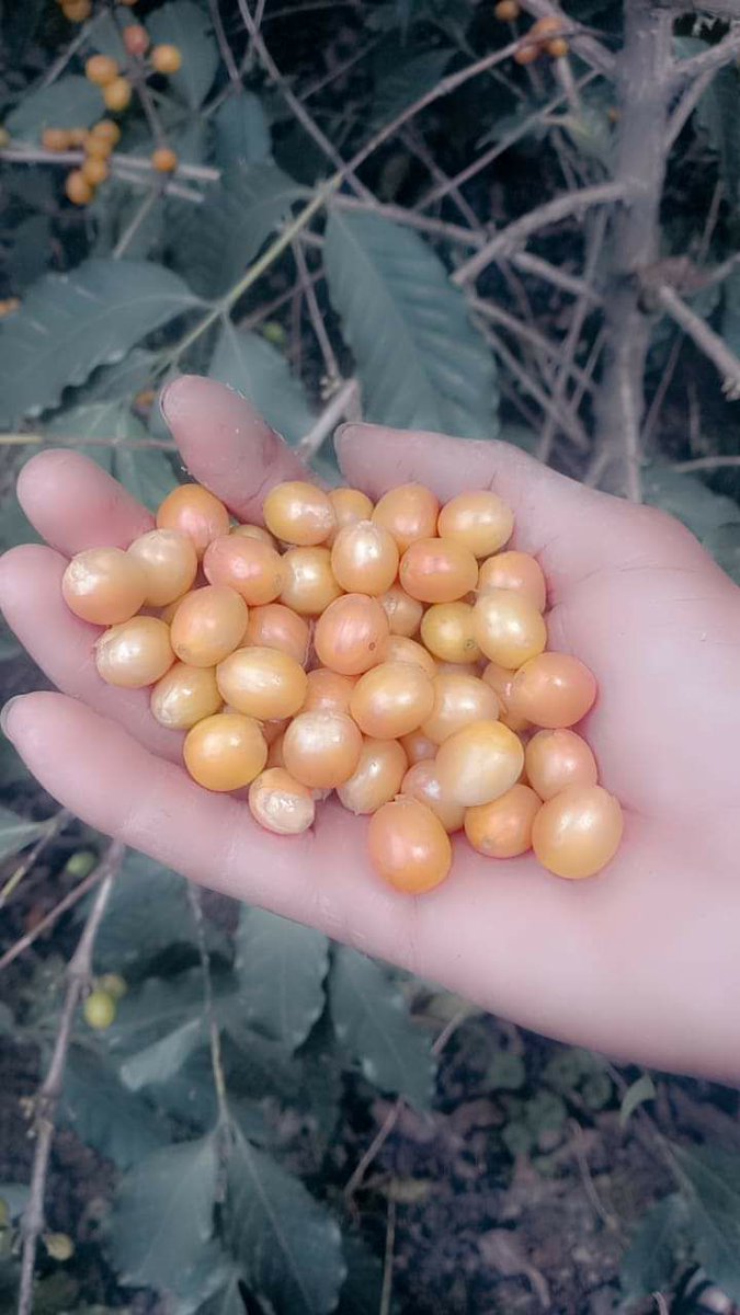 كأنه لؤلؤ
نوع فريد ونادر من انواع البن الذي لا يوجد له مثيل في العالم اجمع الا في اليمن

الصورة بني العوام محافظة حجة💞🇾🇪