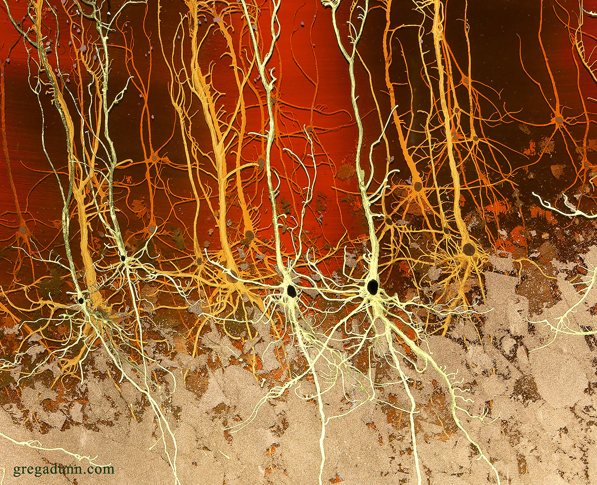 GDunnArt's tweet photo. A closeup of the painting Cortex in Red and Gold, an artistic portrayal of cortical pyramidal neurons in 22K gold and dyed stainless steel. Prints available on my site: https://t.co/8VntKcxNRt
#artsci #sciart #cortex #brain #psych #neurology #neuroscience https://t.co/4ATOvctyb1