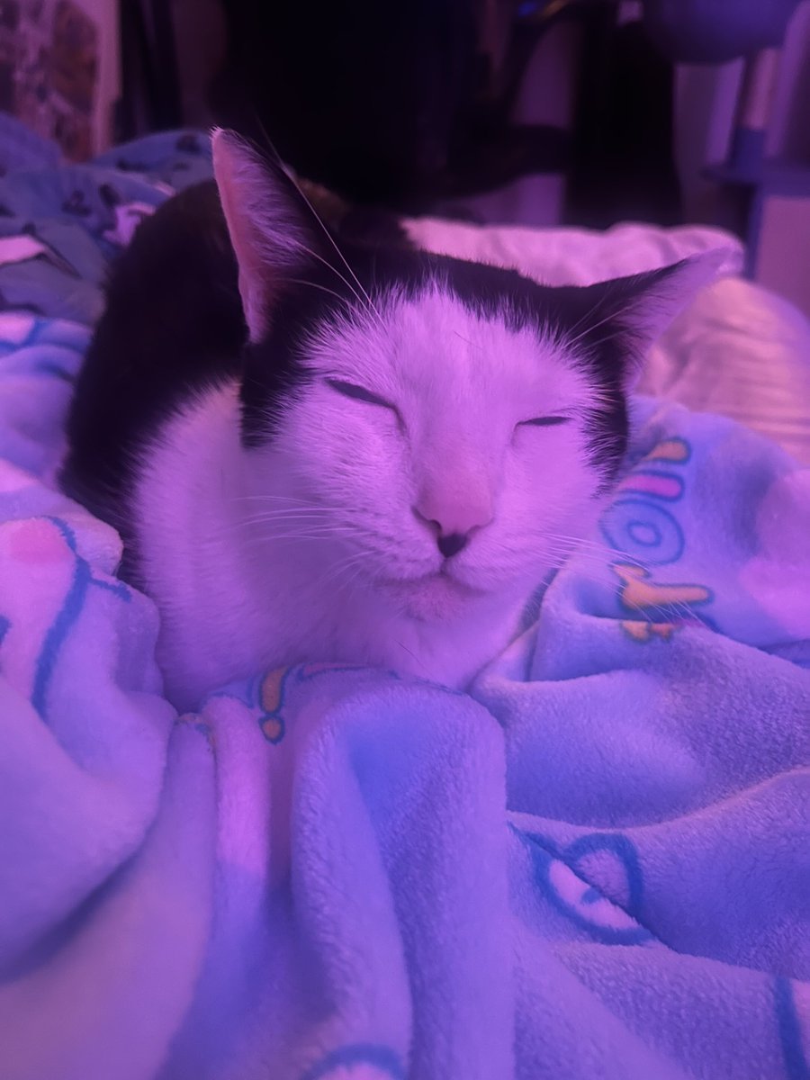 Chadingtoncity's tweet photo. Hey chads! I’m not on twt much anymore but I thought I would let all the $layers know that the mister momo has passed as of Saturday February 1st 2025. He was so beloved by so many and just truly the best companion and son I could’ve ever asked for, I miss you so much mister mo🖤 https://t.co/tWrbHxkTEP
