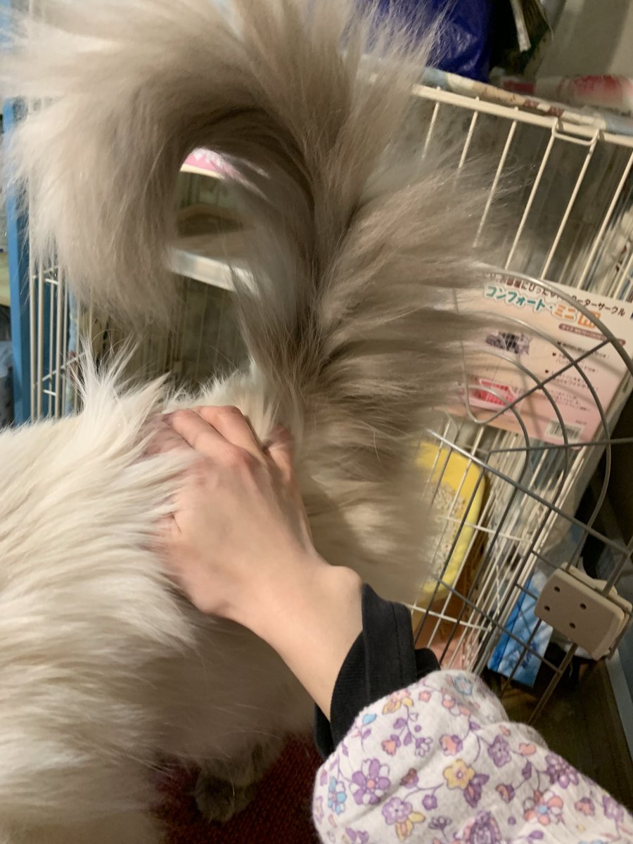 Akasha0226's tweet photo. お尻がピーん？？

にしも尻尾がフワフワなラピ先生。

#perRag #ペルラグ
#cat #katt #猫 #ネコ #mixcat #ミックス猫 
#猫すきさんと繋がりたい https://t.co/uUqGjkqVzg