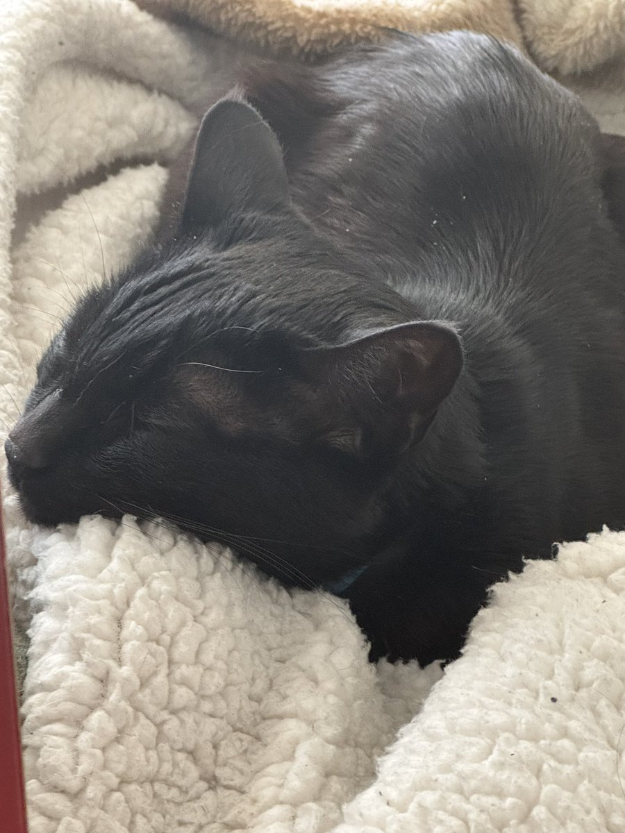 Drew McCaffrey tweet media