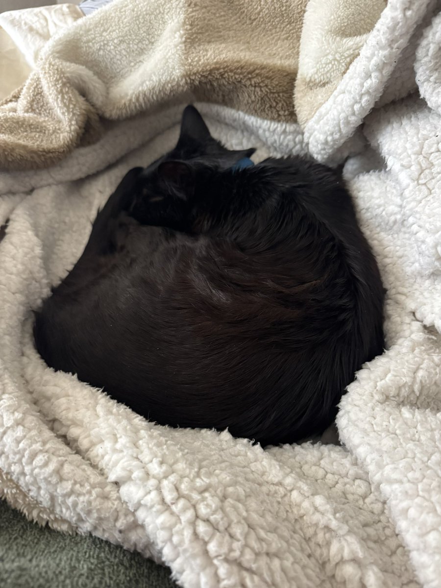 Drew McCaffrey tweet media