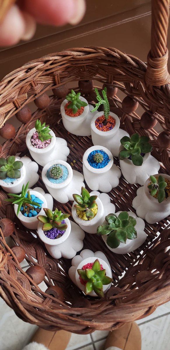 JcrosasG's tweet photo. Buenos dias el dia de hoy andare caminando por todo villas,pipila,casa blanca,plaza paseo 2000 y tambien puendo ir a macro y monarca. 🐾����

🪴Plantitas Naturales de Patita de Gatito $ 50 Pesitos. 🪴🌵🌿 https://t.co/nNhrj854r2