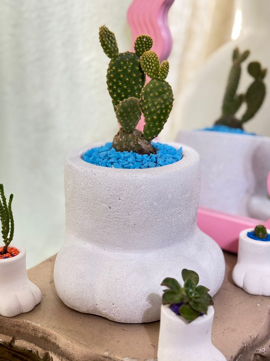 JcrosasG's tweet photo. Buenos dias el dia de hoy andare caminando por todo villas,pipila,casa blanca,plaza paseo 2000 y tambien puendo ir a macro y monarca. 🐾����

🪴Plantitas Naturales de Patita de Gatito $ 50 Pesitos. 🪴🌵🌿 https://t.co/nNhrj854r2