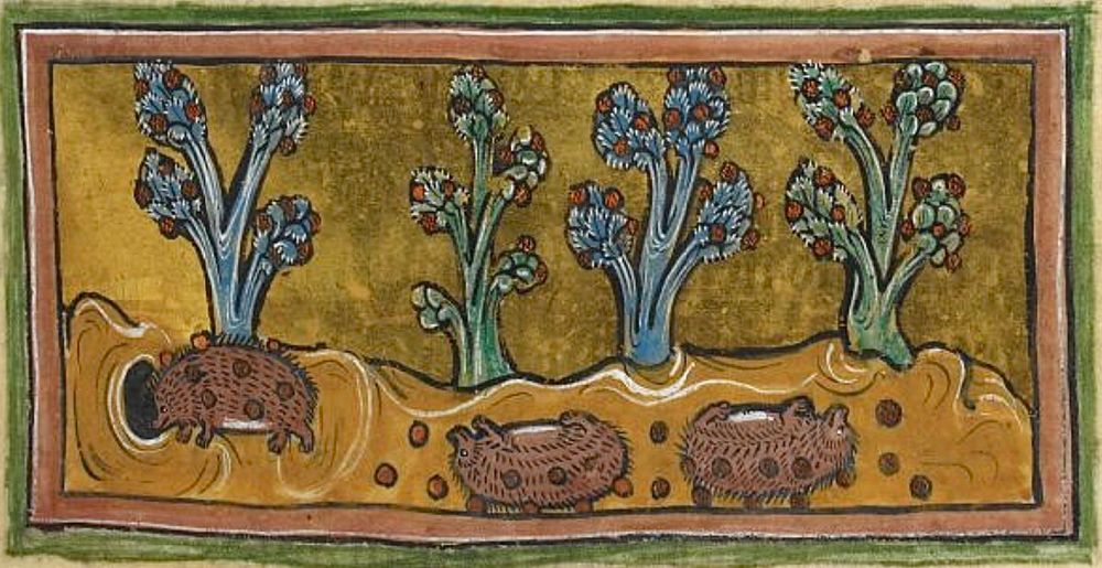 The hedgehogs rolling on grapes so that they can feed them to their young.  

BL Royal MS 12 F XIII; 'the Rochester Bestiary; 13th century; f.45r <a href="/BLMedieval/">Medieval Manuscripts</a>