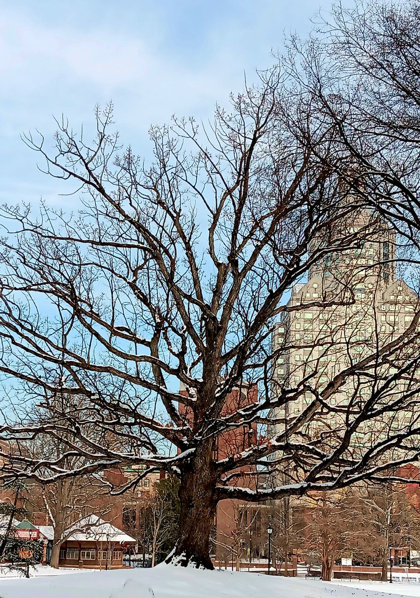 ctmuseum's tweet image. Scion of the Charter Oak in Bushnell Park today. #Hartford #Connecticut