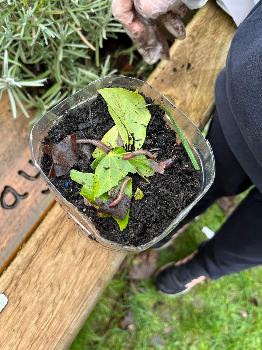 ManorWayPrimary's tweet photo. Our Eco-Warriors have been busy making wormeries and placing them around forest school to help to create our own compost. @WindAcadTrust #WATsustainabilitystrategy https://t.co/exmdROlJqy