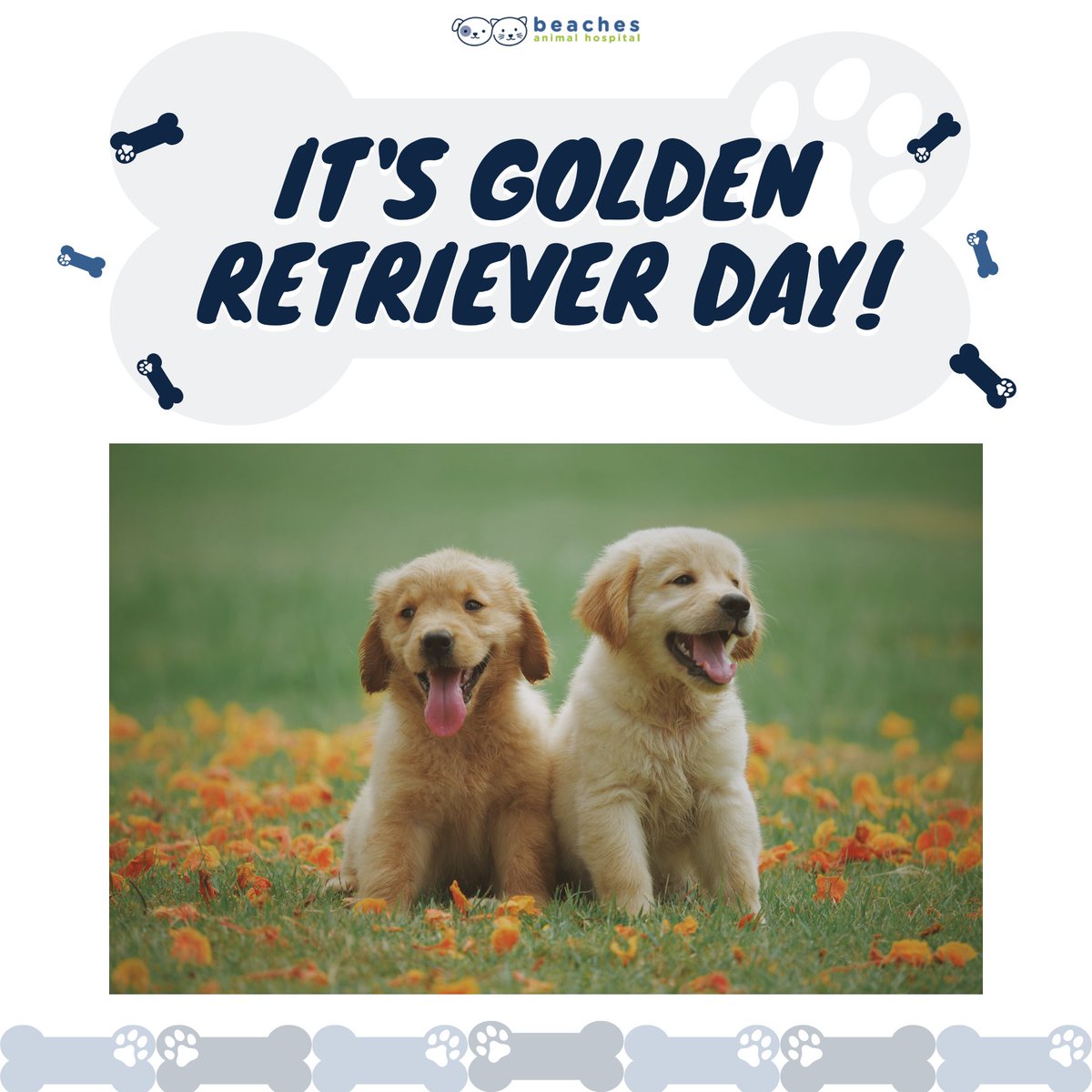 Golden smiles, wagging tails, and endless love—celebrating the paw-sitively perfect companions on International Golden Retriever Day! 🐾💛

#internationalgoldenretrieverday
#GoldenRetriever

#love #instagood #cute #pet #petstagram #photooftheday #instamood #adorable #instapet