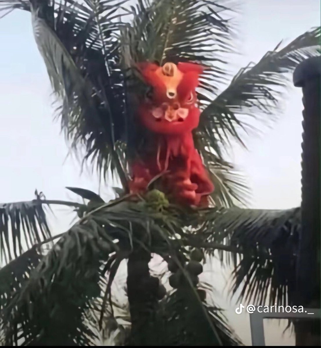 singa ni anak no 2 ke