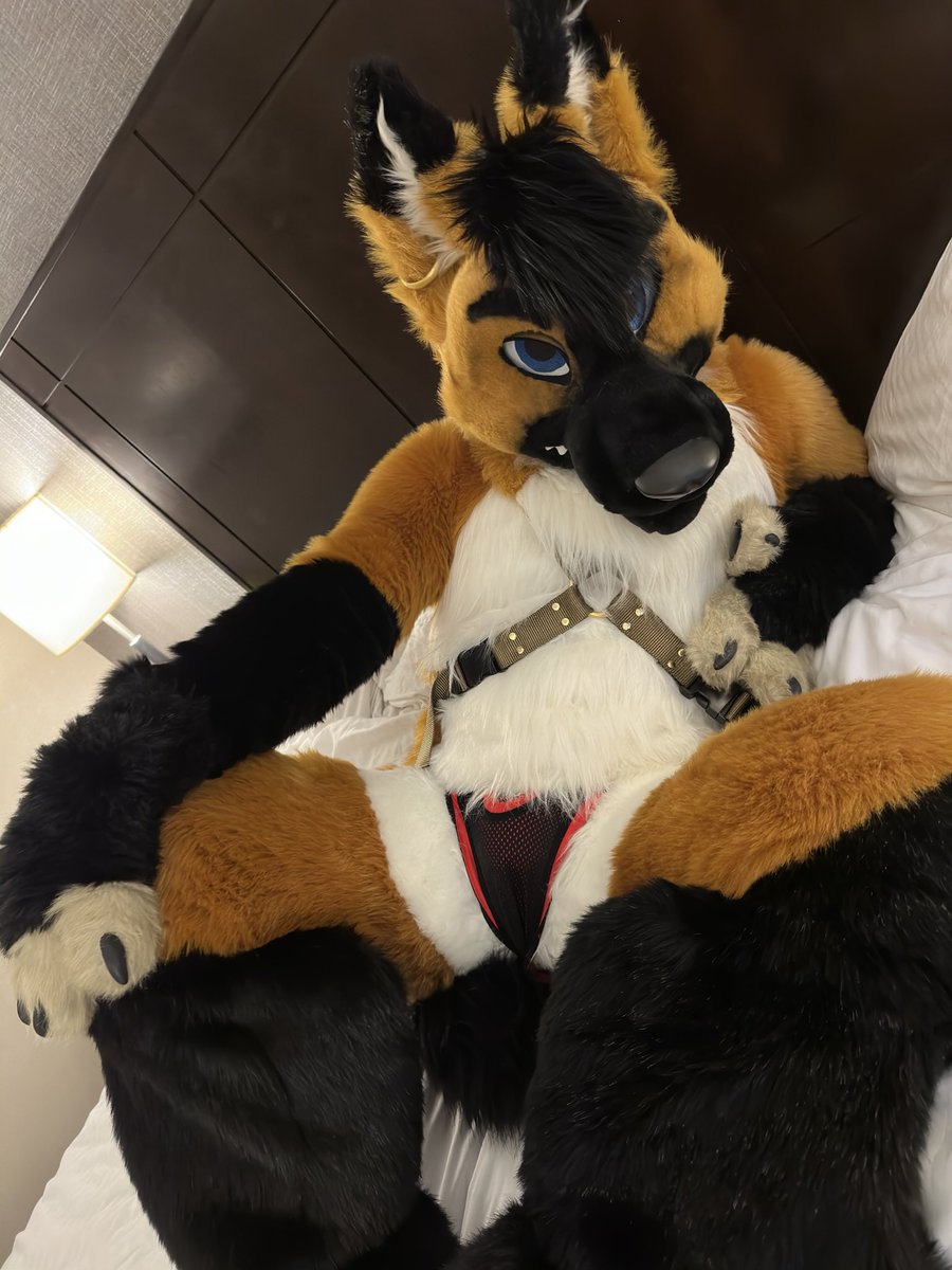 Now your bed is mine!  <a href="/MadeFurYou/">Made Fur You</a>