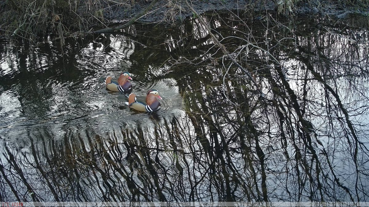 Mandarin ducks.. #trailcameras #ltlacorn #wildlifecameras