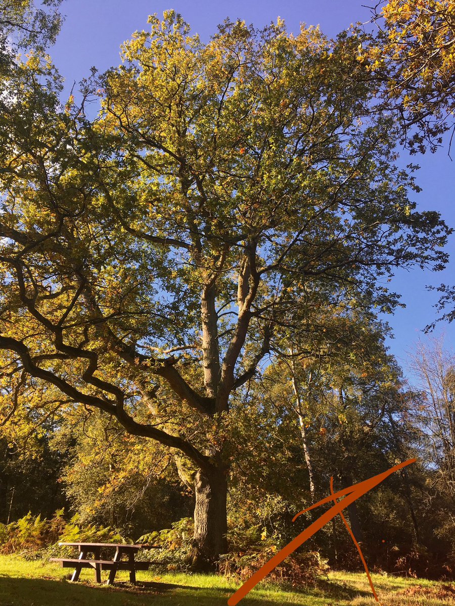 The sun shall shine again
We will take rest
Beneath the embrace
Of our eternal #oak
And…be… content,
Perhaps life is as simple as that.
#vss365 
(📸 mine)