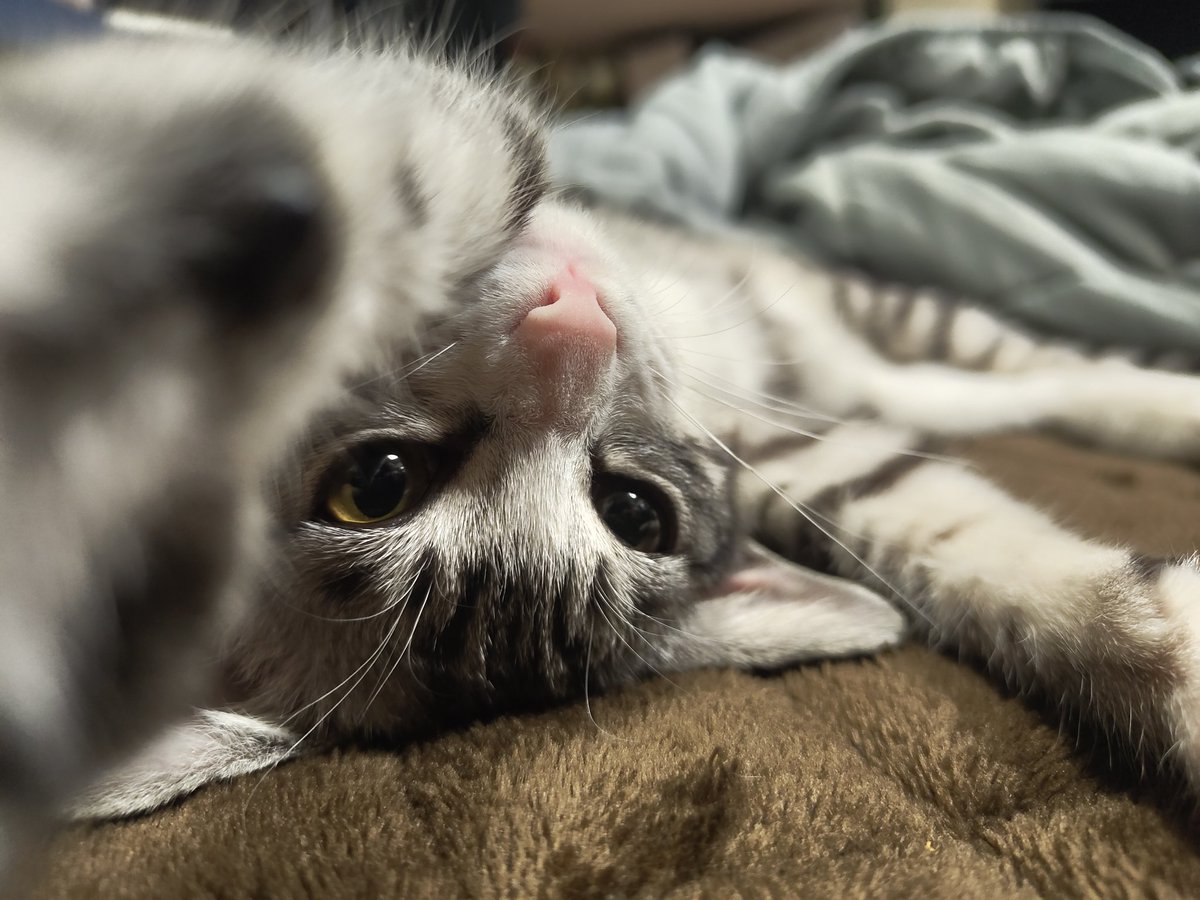 エビフライ tweet media