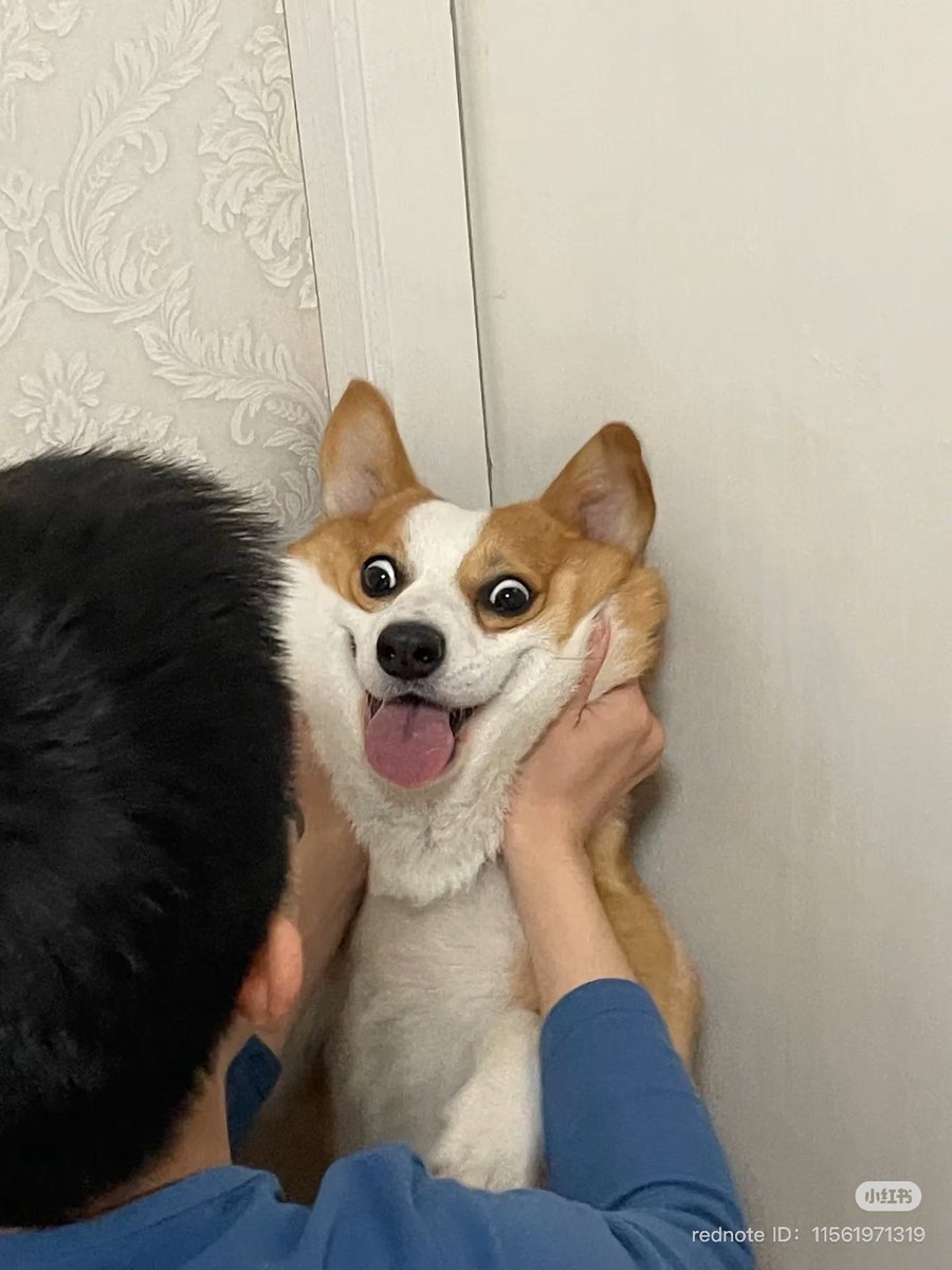 💖 (@twaniimals) on Twitter photo 