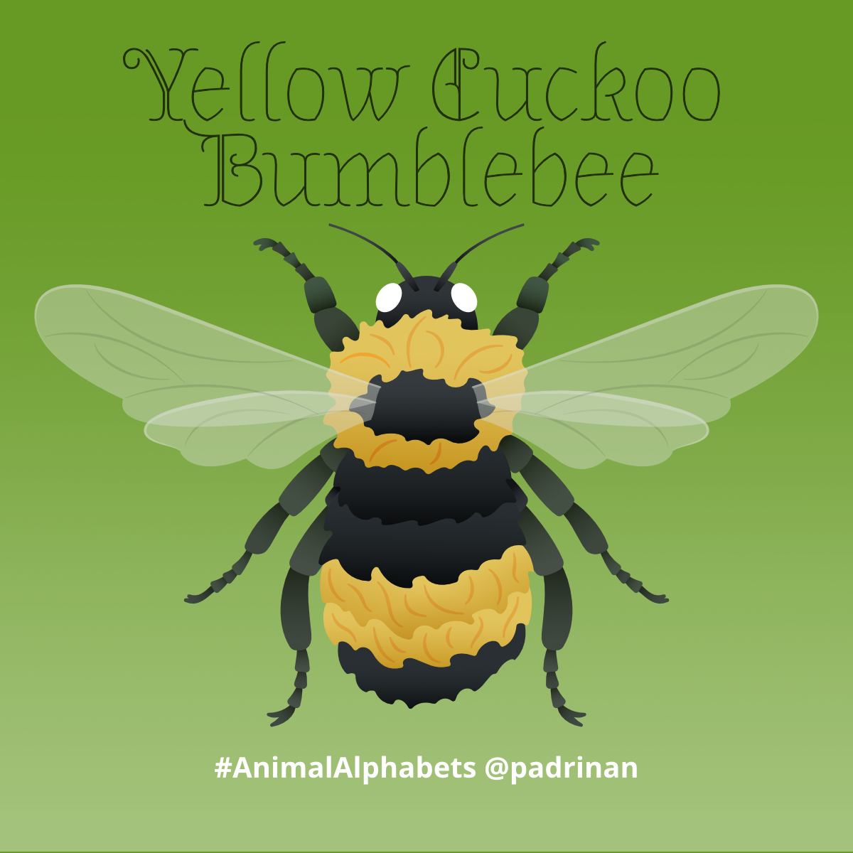 Yellow Cuckoo Bumblebee.  <a href="/AnimalAlphabets/">Animal Alphabets</a> #AnimalAlphabets #AnimalIllustrations #vector #vectorart #YellowCuckooBumblebee. #AnimalAlphabets
