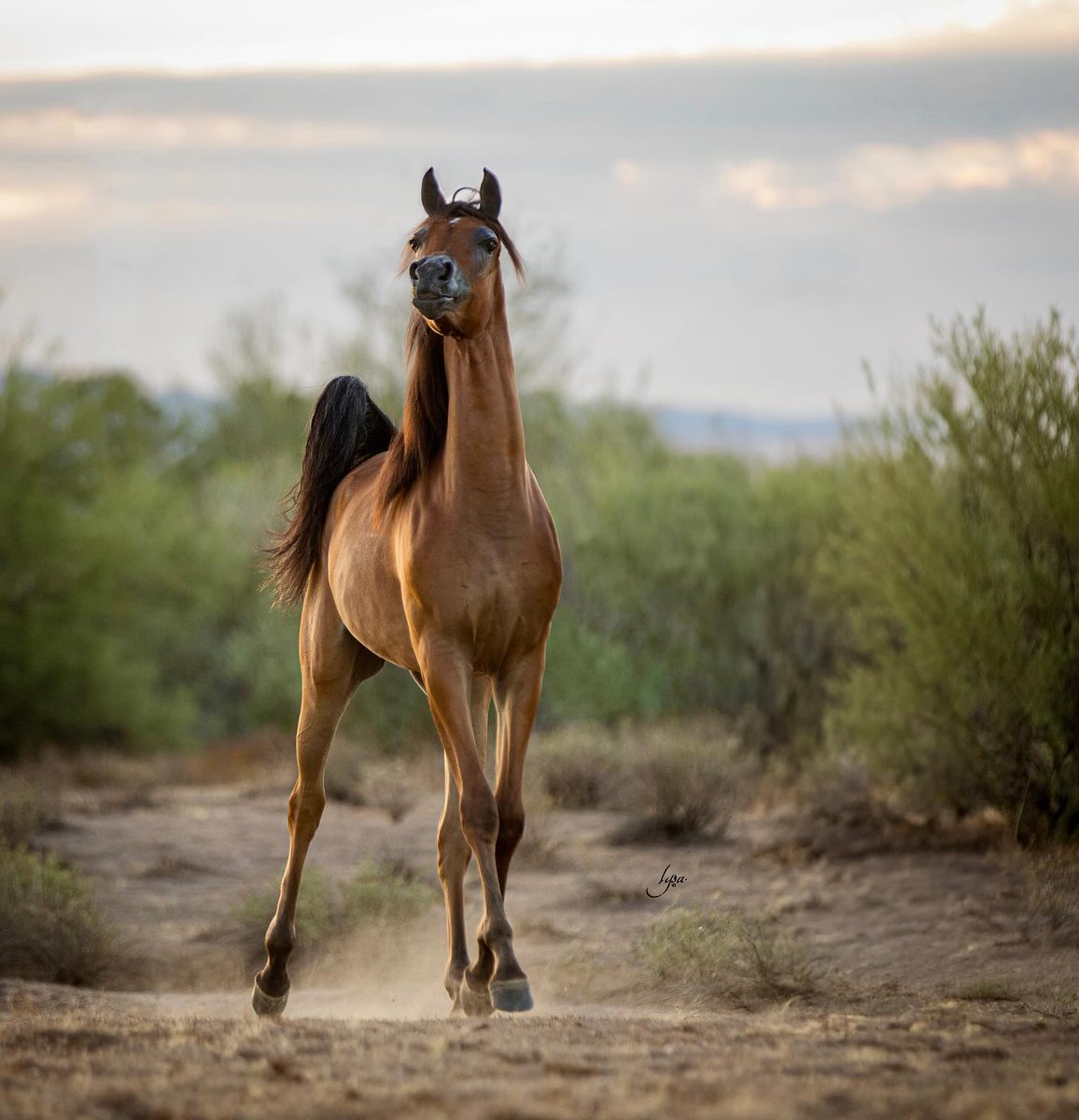 The Scottsdale Arabian Horse Show returns Feb. 13-Feb. 23! 🐴 Nearly 2,000 horses from around the world will join top owners, trainers and breeders for a chance to win coveted competitions. For more information, visit bit.ly/3PUcnx7

📸: IG lysaroman