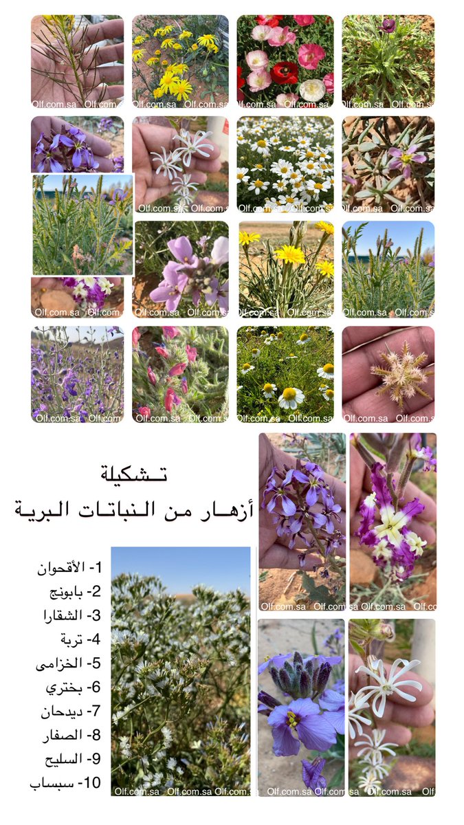 ollfsa's tweet photo. #تشكيلة  من #أزهار  #النباتات  #البرية 
#Sesbania #Chrysanthemum 
#Papaverglaucum #Roemeriahybrida
#Teucriumoliverianum #Lavandulaangustifolia #scabiosapalaestina 

#بابونج #الشقارا #تربة #الخزامى #بختري #ديدحان #الصفار #ديدهان #السليح #سبساب https://t.co/rtLV9LQ4cY